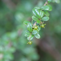 Ehretia microphylla Lam.